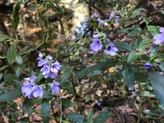 Prostanthera caerulea
