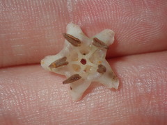 Aegiceras corniculatum