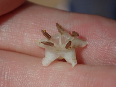 Aegiceras corniculatum