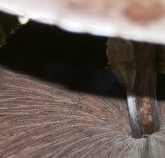 Agaricus subrufescens