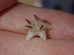 Aegiceras corniculatum