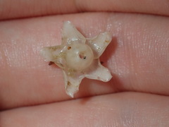 Aegiceras corniculatum