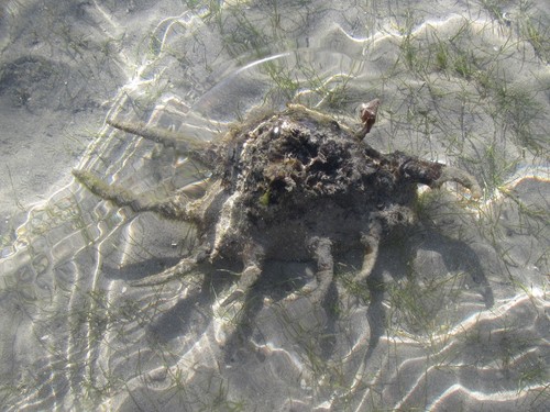 Photo of Spider conch (Lambis lambis)