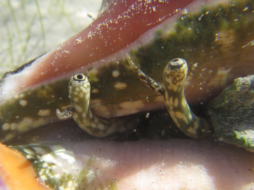Photo of Spider conch (Lambis lambis)