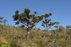 Agathis ovata