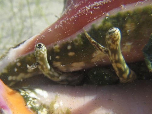 Common Spider Conch