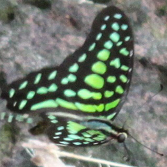 Graphium agamemnon agamemnon