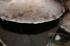 Agaricus subrufescens