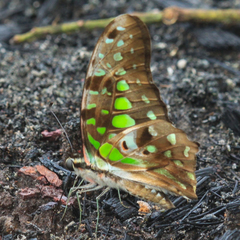 Graphium agamemnon agamemnon