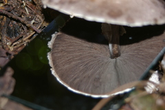 Agaricus subrufescens