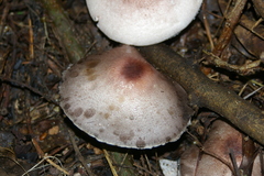 Agaricus subrufescens