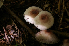 Agaricus subrufescens