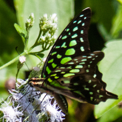 Graphium agamemnon agamemnon