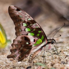 Graphium agamemnon agamemnon