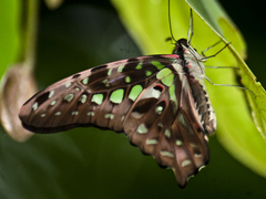 Graphium agamemnon agamemnon