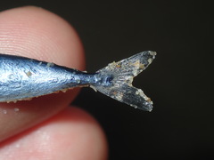 Scomber australasicus