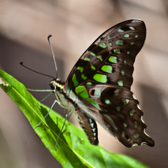 Graphium agamemnon agamemnon