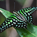 綠斑鳳蝶 - Photo 由 Gerard Chartier 所上傳的 (c) Gerard Chartier，保留部份權利CC BY