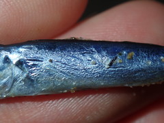 Scomber australasicus