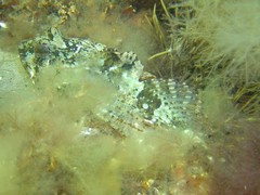 Taurulus bubalis