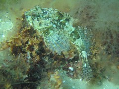 Taurulus bubalis