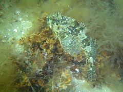 Taurulus bubalis