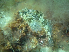 Taurulus bubalis