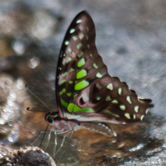 Graphium agamemnon agamemnon