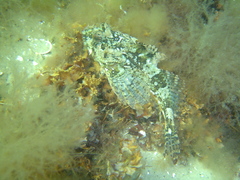 Taurulus bubalis