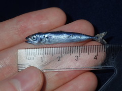 Scomber australasicus