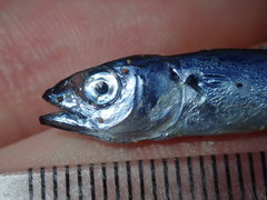 Scomber australasicus