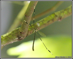 Bittacomorpha occidentalis