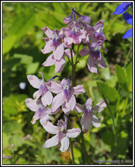 Delphinium glareosum