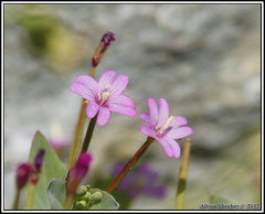 Epilobium minutum