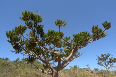 Agathis ovata