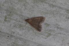 Aristaria nigrifrons