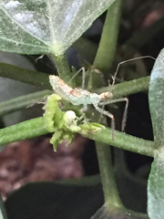 Zelus renardii