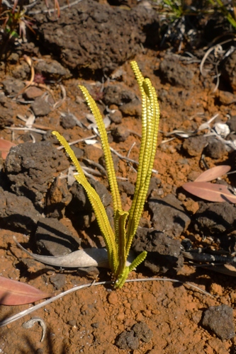 Stromatopteris