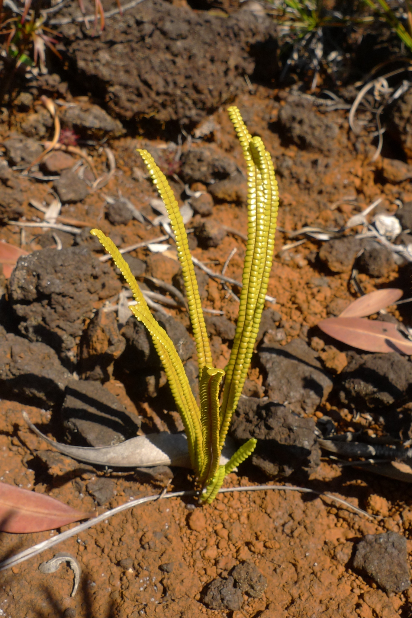Stromatopteris