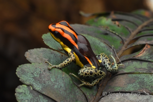 Loreto Poison Frog, Ranitomeya uakarii