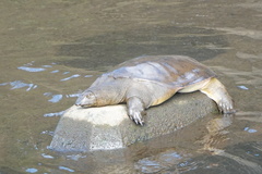 Pelodiscus sinensis
