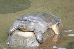 Pelodiscus sinensis