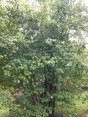 Crataegus intricata