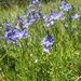 Veronica bastardii - Photo (c) guillaume_papuga, algunos derechos reservados (CC BY-NC), subido por guillaume_papuga