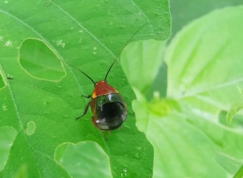 Pallid Sun Roach photo 3
