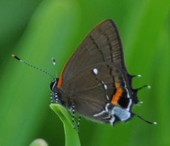 Electrostrymon angelia