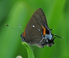 Electrostrymon angelia