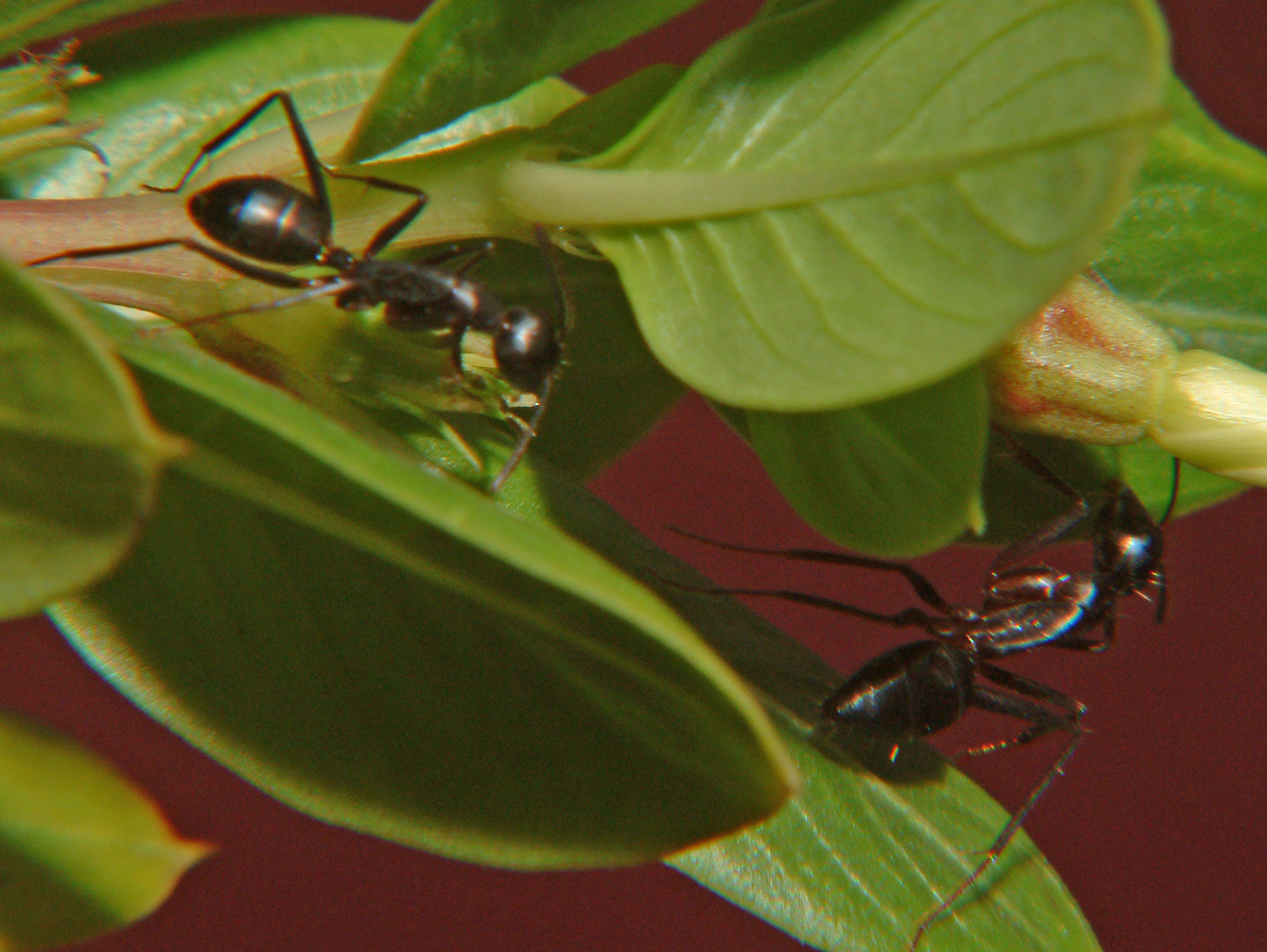 Camponotus compressus