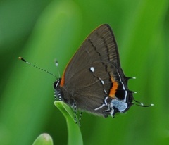 Electrostrymon angelia