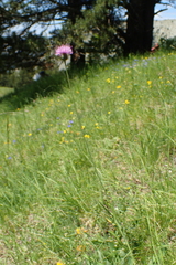 Klasea nudicaulis